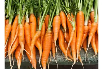 Havucun Faydaları Nedir?